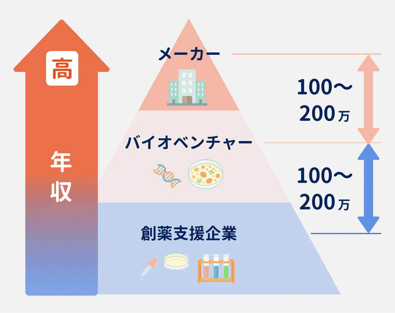 研究職の年収は企業によって異なり、創薬支援企業→バイオベンチャー→メーカーの順に高くなるピラミッド構造になっている｜各企業間で、それぞれ100万円～200万円ほどの差がある状況