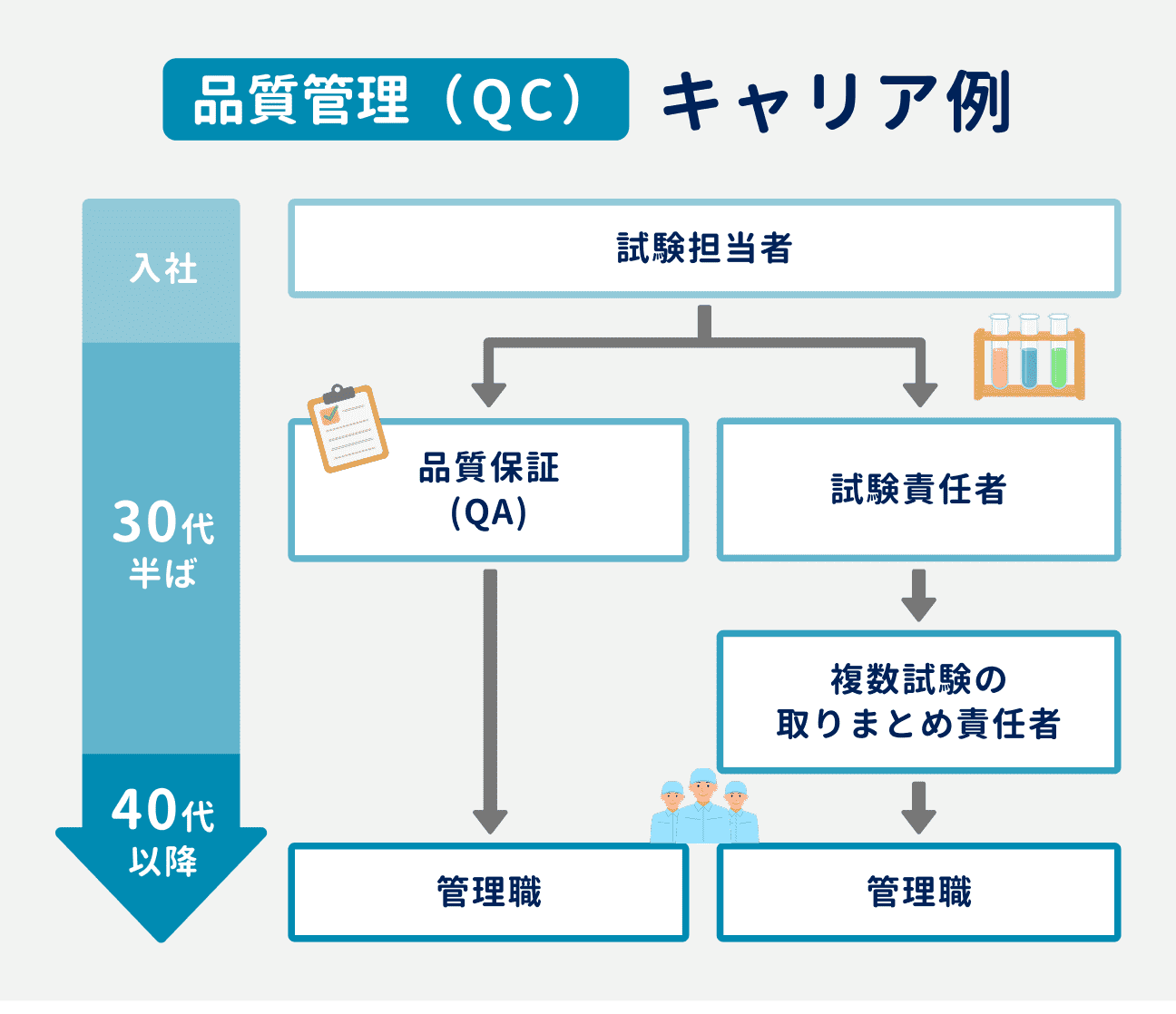 品質管理（QC）のキャリアパス｜まず試験担当者を担当し、30代半ばでキャリアが「品質保証（QA）」と「試験責任者」に分岐する｜品質保証（QA）の場合は40代以降を目処に管理職に昇進。試験責任者の場合は、30代で複数試験の取りまとめ責任者を経験したのち、40代以降に管理職へ昇進していく