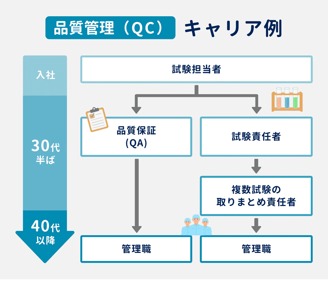 品質管理(QC)のキャリアパス|まず試験担当者を担当し、30代半ばでキャリアが「品質保証(QA)」と「試験責任者」に分岐する|品質保証(QA)の場合は40代以降を目処に管理職に昇進。試験責任者の場合は、30代で複数試験の取りまとめ責任者を経験したのち、40代以降に管理職へ昇進していく