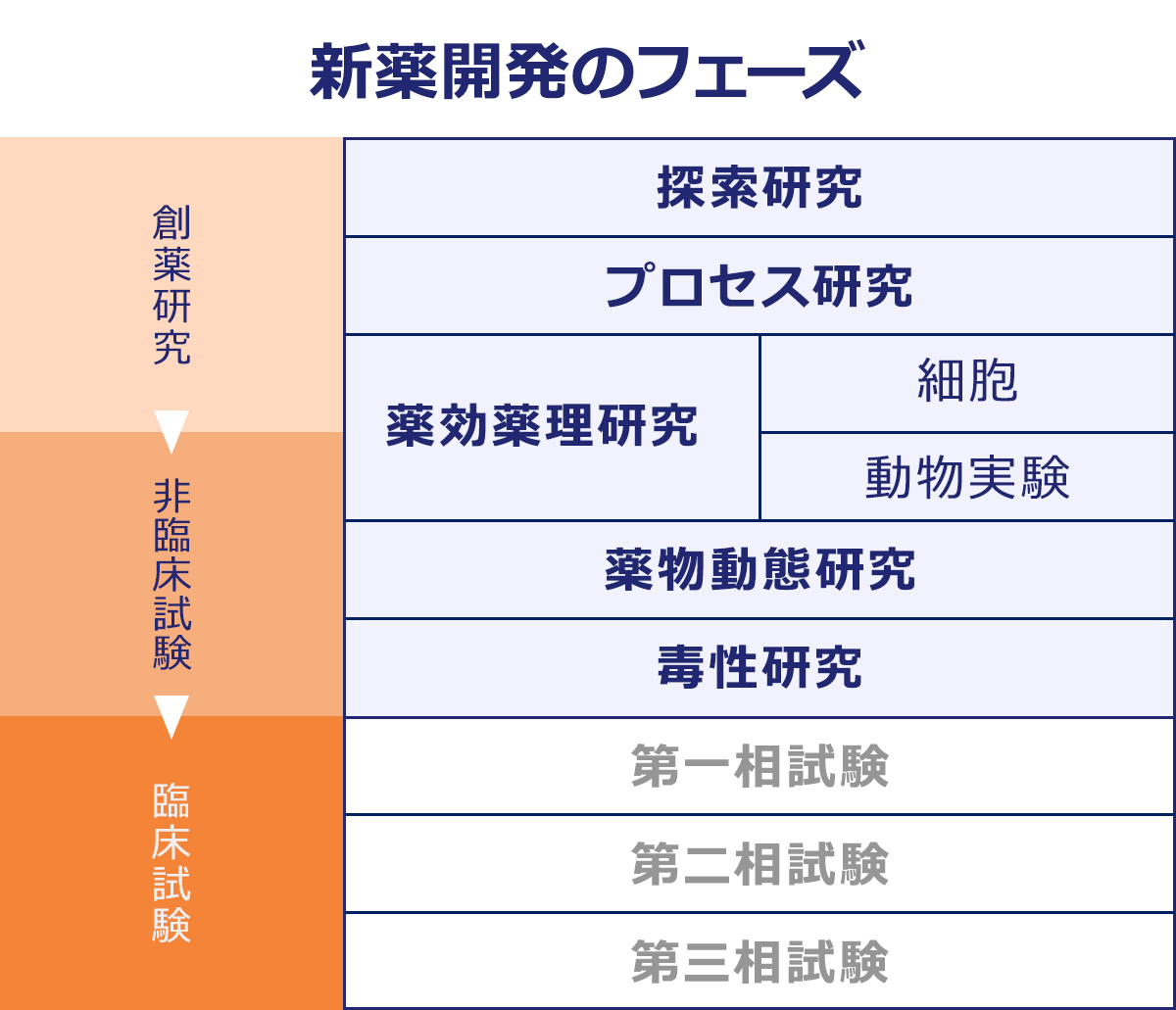 新薬開発のフェーズ|創薬研究→前臨床研究→臨床試験|探索研究|プロセス研究|薬効薬理研究|細胞|動物実験|薬物動態研究|毒性研究|第一相試験|第二相試験|第三相試験|