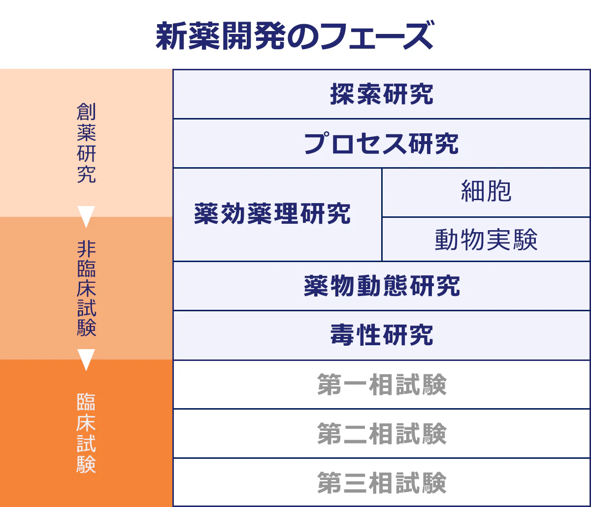 新薬開発のフェーズ|創薬研究→前臨床研究→臨床試験|探索研究|プロセス研究|薬効薬理研究|細胞|動物実験|薬物動態研究|毒性研究|第一相試験|第二相試験|第三相試験|