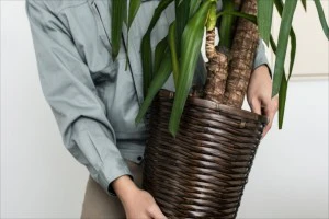 観葉植物